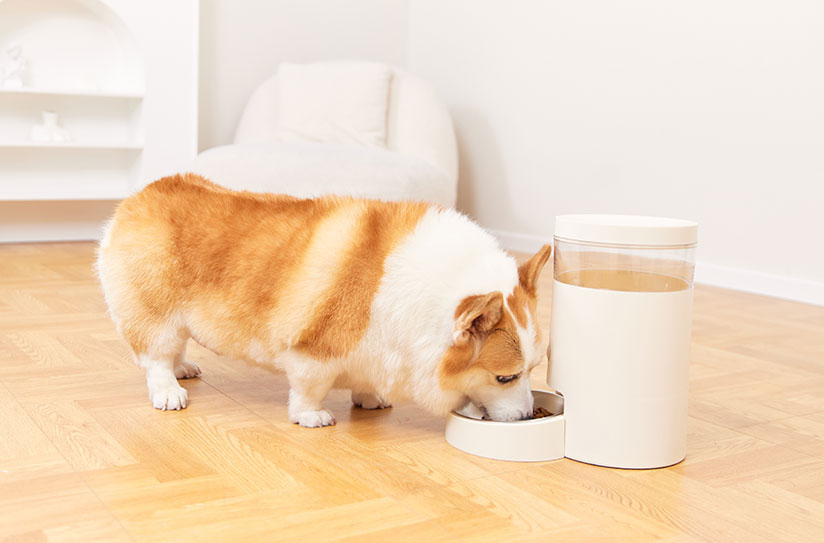 宠物喂食器控制器